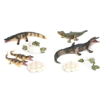 Simulatsioon Alligaator Loomade Kasvu Elutsükli Mudel Lapsed Lapse Koolieelse Hariduse Kognitiivse Bioloogia Mänguasjad